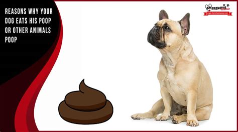 4 Reasons Why A Dog Eats Poop Or Other Animals Poop