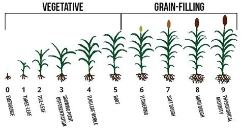 Growth And Development Sorghum Checkoff