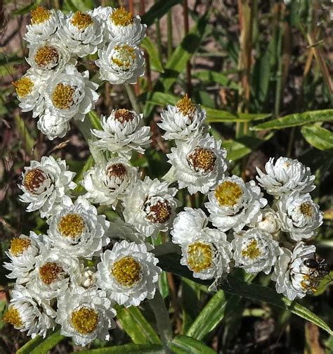 Southwest Colorado Wildflowers Anaphalis