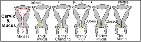 Early Pregnancy Cervical Mucus Stages