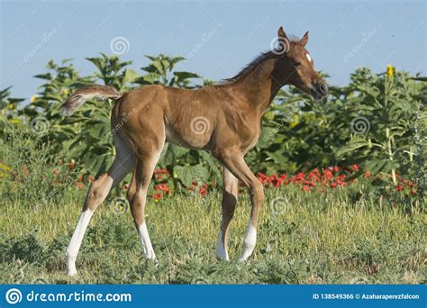 Little Arabian Filly Playing In The Field Stock Photo Image Of Horse