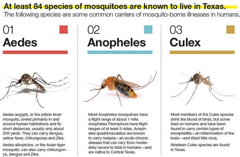 Types Of Mosquitoes Chart