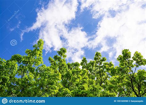 Green Branches Of A Tree With Bright Green Leaves Under