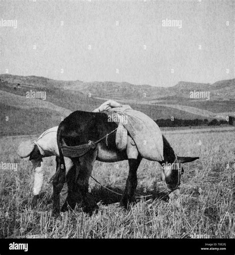 Campesino Blanco Imágenes De Stock En Blanco Y Negro Alamy