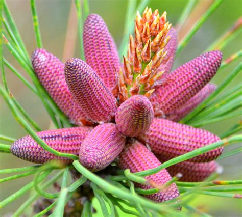 Pink Pine Cone Buds By Ctberney Via Flickr Beautiful Flowers Garden