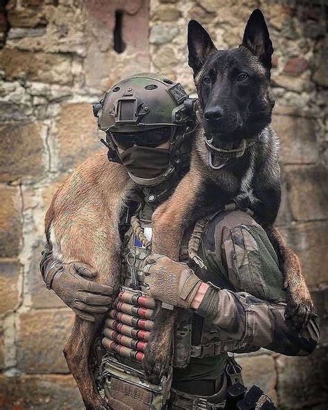 Pin By 🌹 Sikharin 🌹 On Dogs Military Dogs German Shepherd Puppies