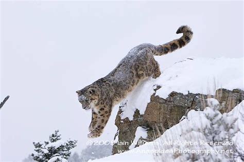 Snow Leopard Jumping Aom Mt Anaspides Photography Iain D