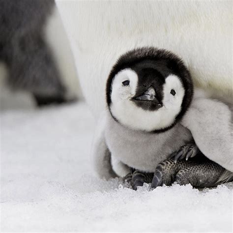 Top 10 Cute Photos Of Baby Animals That Will Melt Your