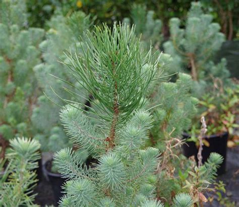 Pinus Pinea Kiwiflora Nurseries