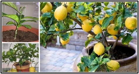 Detailed Instructions On How To Grow A Lemon Tree From