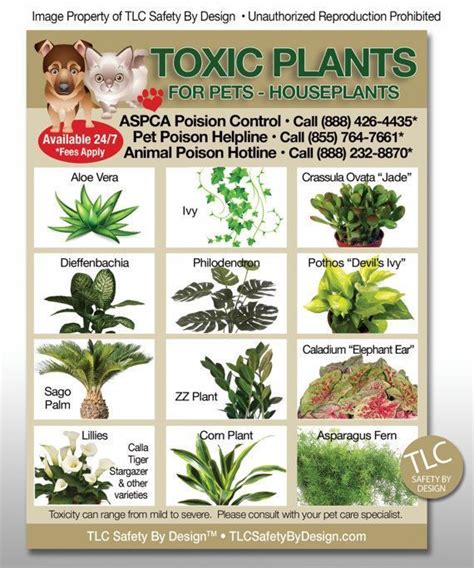 Gastrointestinal problems and even death. TOXIC PLANTS Poison for Pets Dogs Cats Emergency ICE Home ...