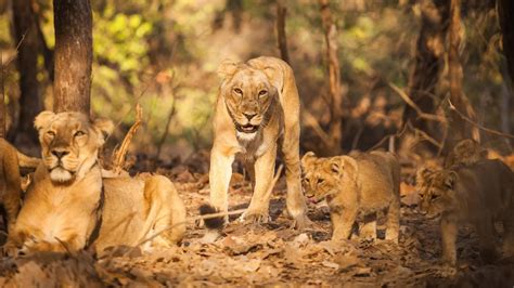 Gir National Park A Complete Guide
