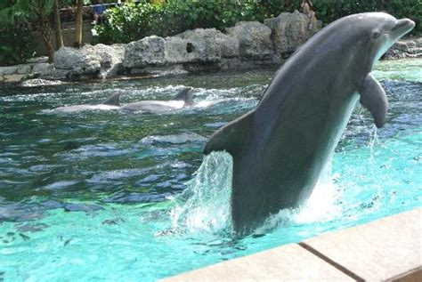 Dolphin Cove