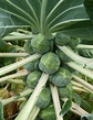 Brassica oleracea var. gemmifera (Brussel sprouts)