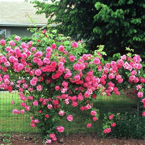 Pruning Roses For Health And Beauty Types Of Rose Bushes Pruning