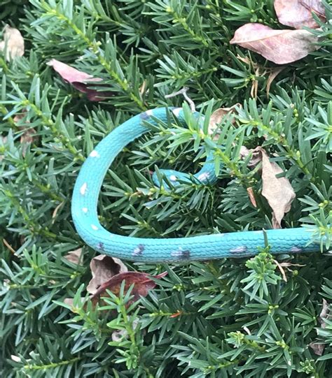 Aunt from Delaware sent me these. Lives near river : r/whatsthissnake