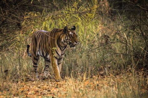 Benghal Tiger Bandhavgarh National Park India Bengalinti Flickr