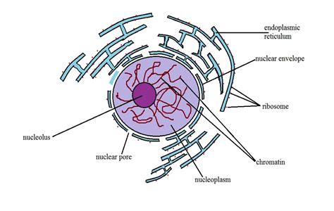 Describe Briefly The Functions Of The Nucleus And The Nucleoli