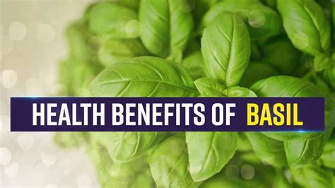 Health Benefits Of Basil From A Happy Tummy To Clear Skin Basil