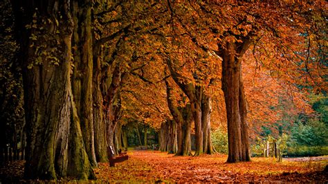 1920x1080 1920x1080 Wallpaper Trees Bench Forest Leaves Autumn