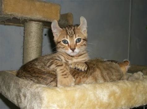 Exotic Looking Highland And Desert Lynx Kittens For Sale In Hampstead North Carolina Classified
