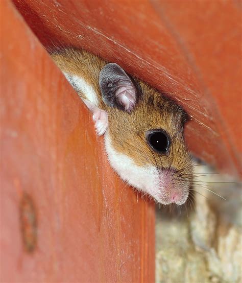 Deer Mouse The Canadian Encyclopedia