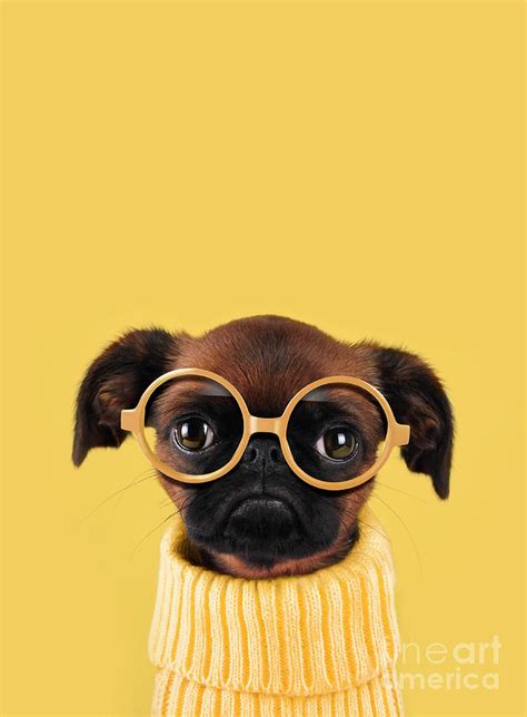 Funny Dog With Glasses 1 By Retales Botijero