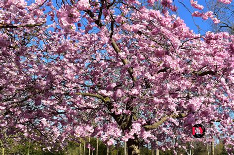 Floración De Los Cerezos Japoneses O Sakura Mi Blog De Viaje