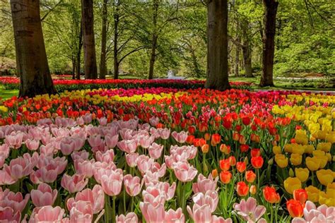 You'll find financial news, reviews, and reports relating to stocks, bonds, precious metals, gold, silver, natural gas, oil, platinum, forex. Tulips to cheer you up - Koon Yew Yin - Koon Yew Yin's ...