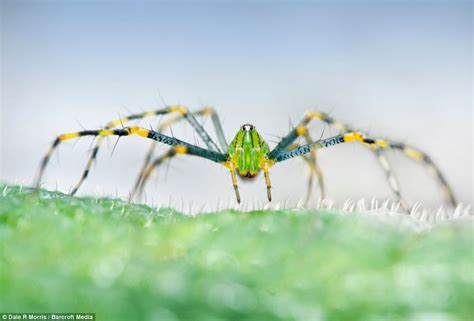 From Bright Green Spiders To 100ft Trees The Natural Beauty Of