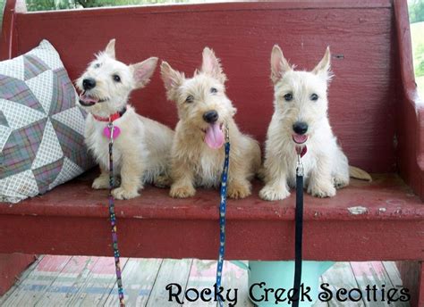 Rocky Creek Scottie Adventures Have A Fantastic Friday Scottie Dog