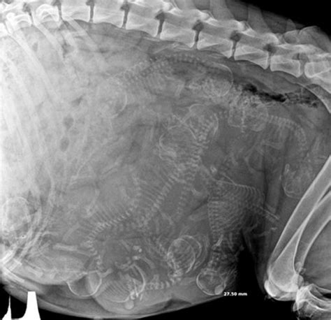 Rare X Rays Of Pregnant Animals