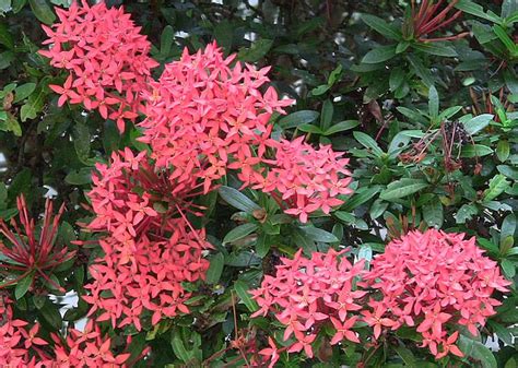 Beautiful flowering shrubs, bushes, and plants to give your landscaping that pop of color. Pin by Judy Davis on Gardening | Virtual flowers, Flower ...