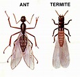 Winged Termites