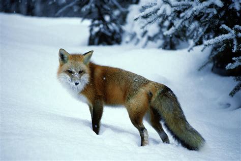 Red Fox Vulpes Vulpes In Winter Snow Photograph By Animal Images Pixels