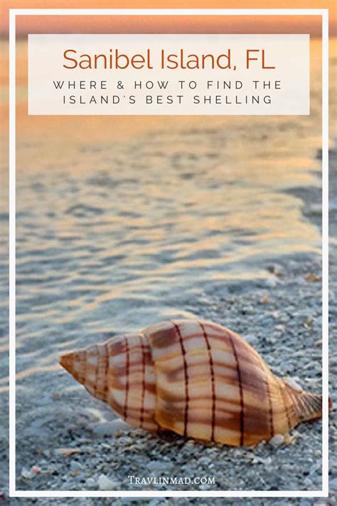 All live shelling is forbidden in the state of florida. Sanibel Island Shelling: A Local's Guide to Finding the ...