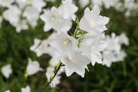 Premium Photo Campanula Carpatica Beautiful White Bell Flowers