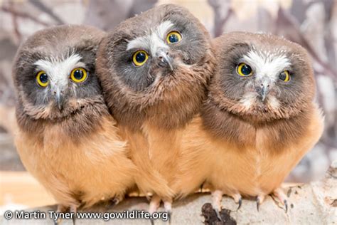 Saw Whet Owls Three Babies