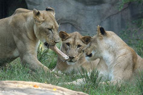 Breakfast with the Animals - Cincinnati Zoo & Botanical Garden®