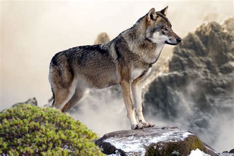1290x2796px Free Download Hd Wallpaper Grey And White Wolf