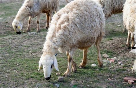 Best Sheep For Milk 7 Best Sheep Breeds For Milk Savvy Farm Life