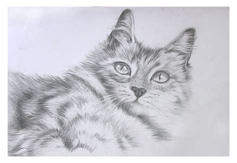 35 Top Populer Gambar Kucing Lucu Lukisan Terkeren Lokermeme