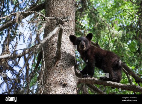 Black Bear Ursus Americanus Cub Climbing On A Tree Branch South