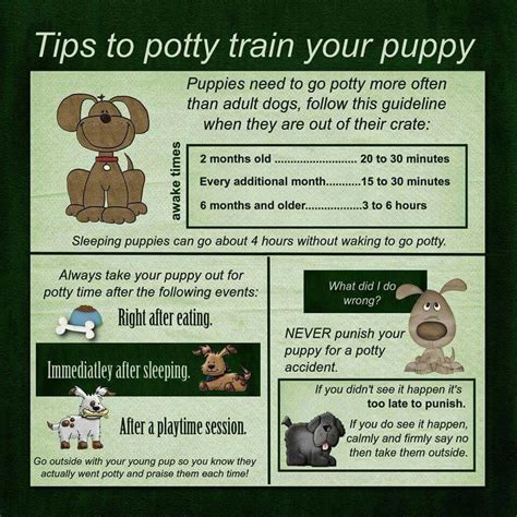 10 Pro Tips For Dog Training By Experts With Images Potty Training