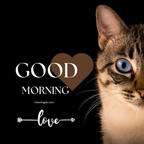 100 Best Good Morning Cat Images And Kitty Good Morning In 2023