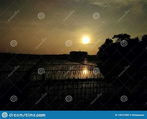 Paddy Field With Evening Sun Stock Image Image Of Evening Sunset