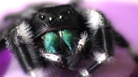 Spider Polishing His Giant Massive Fangs Youtube