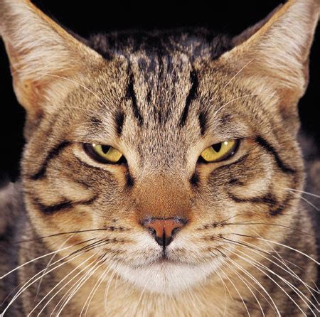 Can human beings or dogs catch herpes from cats? Feline Herpes Virus FHV
