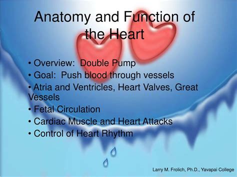 Ppt Anatomy And Function Of The Heart Powerpoint Presentation Free