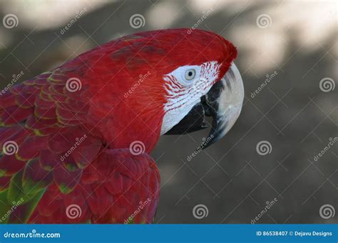 Profile Of A Scarlet Macaw Bird Stock Image Image Of Profile Macaw